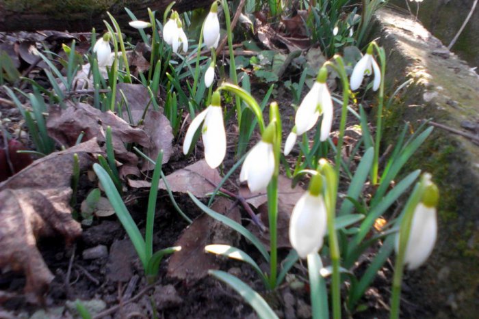 Ilustračný obrázok k článku Jar prišla predčasne aj do Nitry: Snežienky už vykúkajú