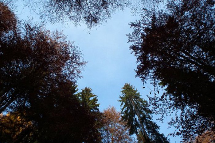 Ilustračný obrázok k článku Žiaci z Hviezdoslavky môžu byť na seba pyšní. Zachránili  64 stromov