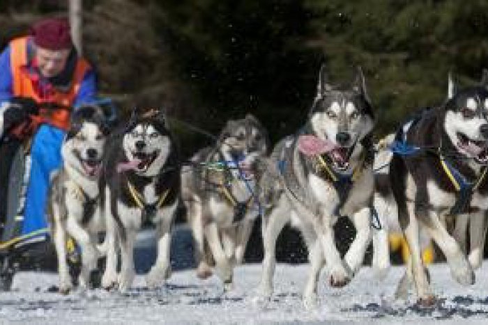 Ilustračný obrázok k článku Spišská sa rozlúči so zimou: Cez víkend sa môžete tešiť na preteky psích záprahov