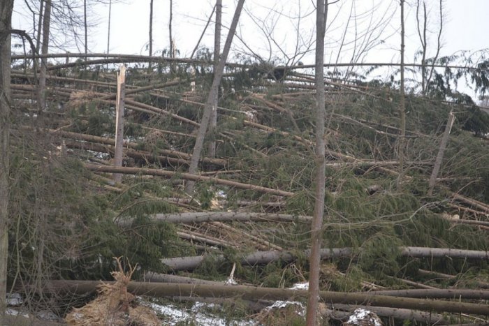 Ilustračný obrázok k článku Ďalšie nešťastie: V lese vyvalilo množstvo stromov, tu sú fotky skazy