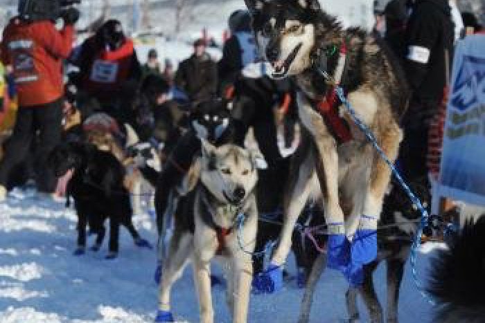 Ilustračný obrázok k článku Kalamita prekazila plány: V Spišskej musia zrušiť preteky psích záprahov