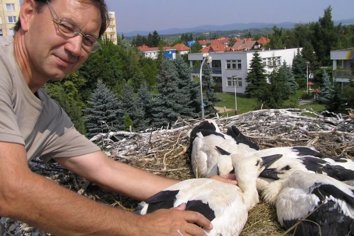 Ilustračný obrázok k článku Kruté chvíle bocianej rodinky: Jedno mláďa zabilo počasie, druhé elektrina