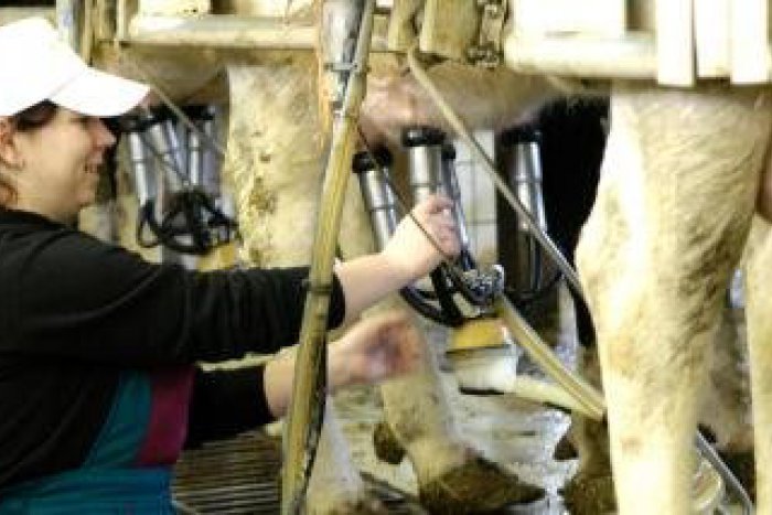 Ilustračný obrázok k článku V Kežmarku súťažia mladí farmári. Budú dojiť kravy aj ochutnávať vzorky mlieka
