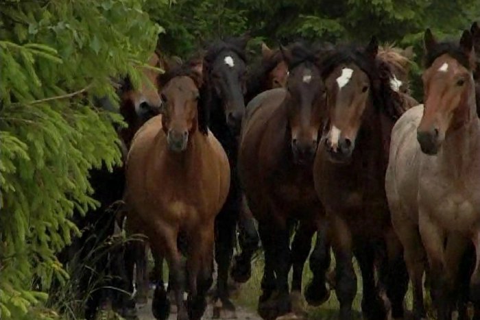 Ilustračný obrázok k článku Revúčan Peter nadchol porotu filmom o koňoch