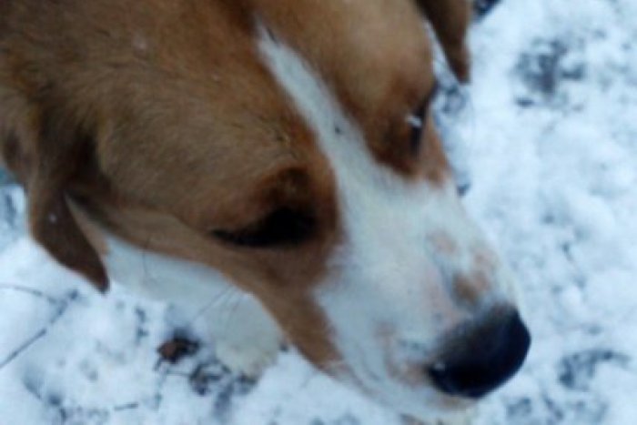 Ilustračný obrázok k článku Nepoznáte majiteľa tohto utešeného šteniatka? Malý bígel hľadá svojho pána