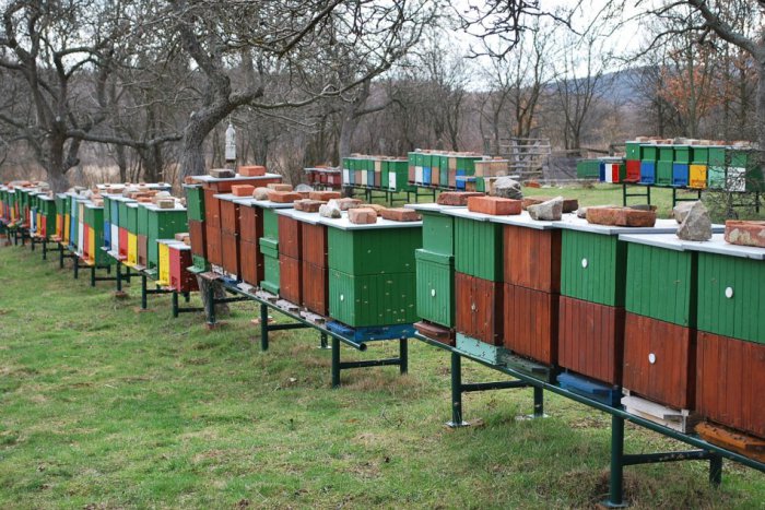 Ilustračný obrázok k článku Včelárska sezóna sa kvôli počasiu omeškala. Bude sa miestnym včelárom dariť?