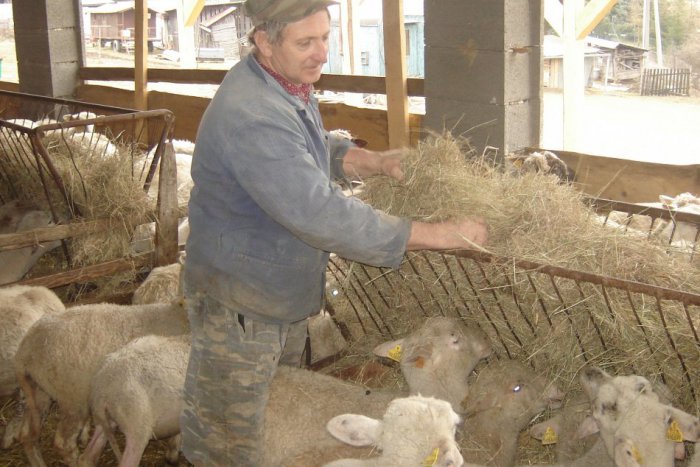 Ilustračný obrázok k článku Ovčiarske remeslo vo Švedlári nevymiera: Navštívili sme salaš pána Kišáka