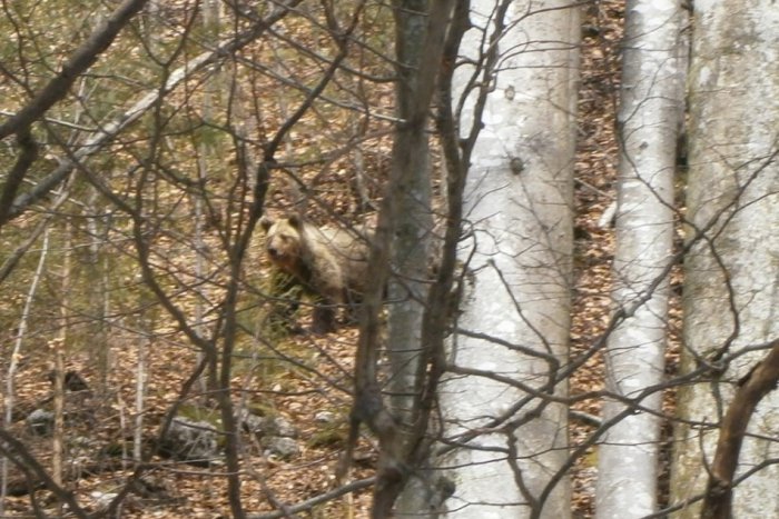 Ilustračný obrázok k článku AUTENTICKÉ FOTO: Revúčania počas prechádzky narazili na medveďa!