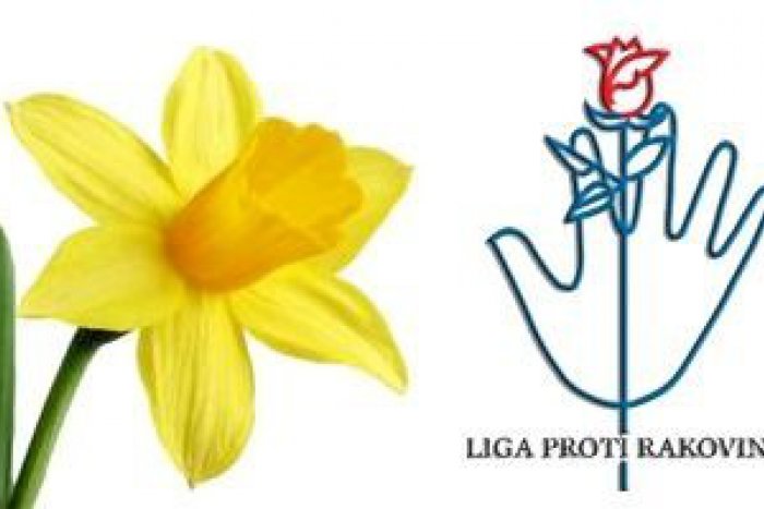 Ilustračný obrázok k článku Narcis - kvietok nádeje pre ľudí s onkologickým ochorením