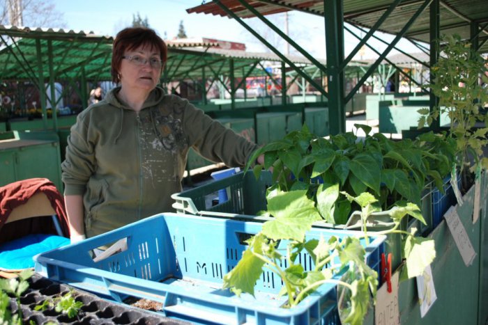 Ilustračný obrázok k článku Pestovatelia ťahajú za kratší koniec: Zelenina napriek vyšším nákladom drahšia nebude