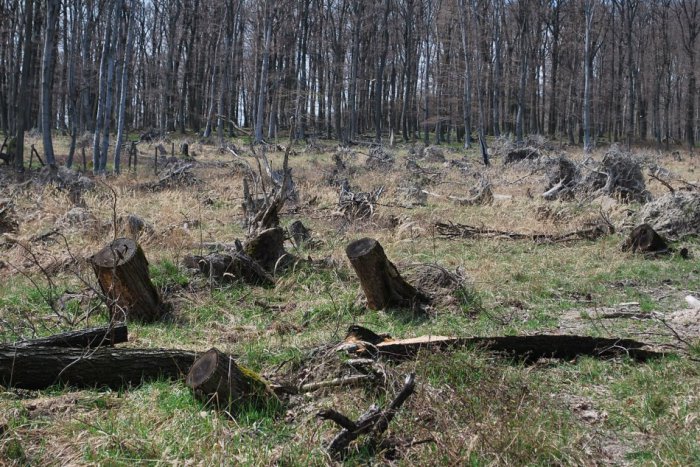 Ilustračný obrázok k článku Zalesňovanie v plnom prúde: V okrese prebieha výsadba stromčekov