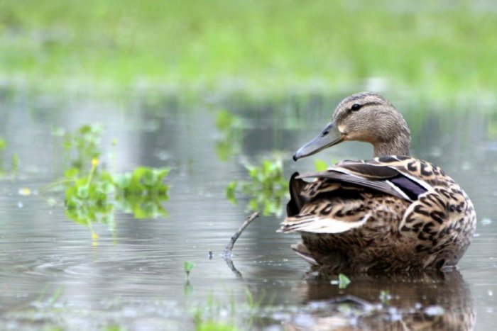 Ilustračný obrázok k článku Na Trnávku by sa mohli vrátiť vodné hate: Mesto hľadá projektanta