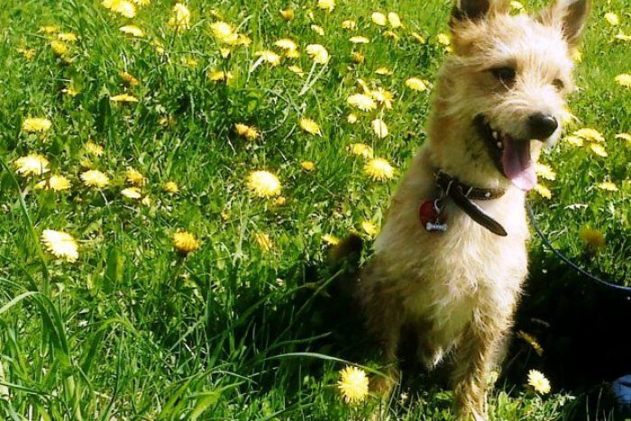 Ilustračný obrázok k článku V Janíkovciach úradoval pes záletník: Jeho majiteľka zaň ani neodviedla daň