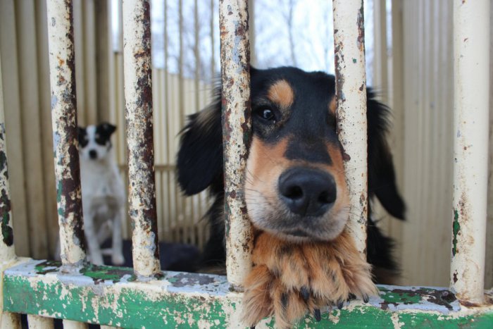 Ilustračný obrázok k článku V bardejovskom útulku sa pripravujú na zimu: Takto môžete pomôcť opusteným psíkom