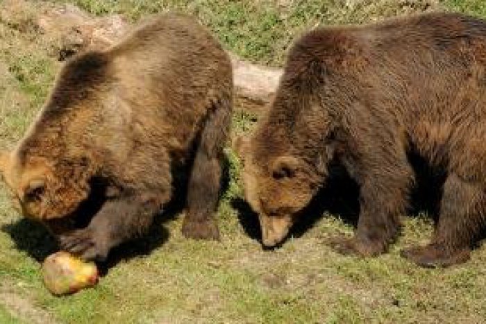 Ilustračný obrázok k článku Koľko medveďov behá po Poľane? V zime ich narátali 37, posvietia si na nich opäť