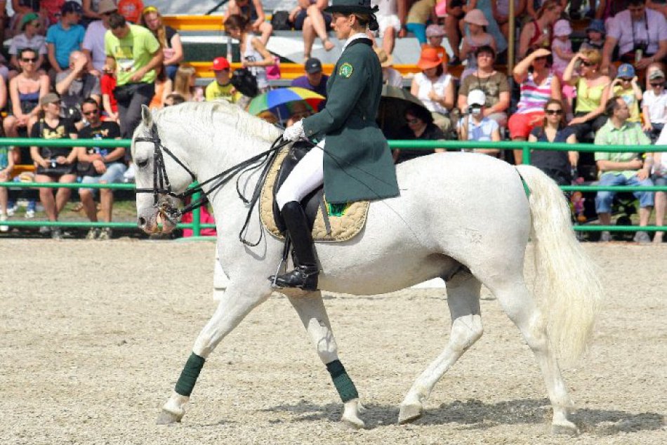 Ilustračný obrázok k článku Deň otvorených dverí v Národnom žrebčíne už čoskoro: Na čo všetko sa môžeme tešiť?