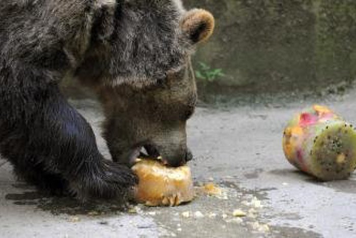 Ilustračný obrázok k článku Na Poľane sčítavali medvede: Narátali ich 45, medzi nimi boli aj statní samci