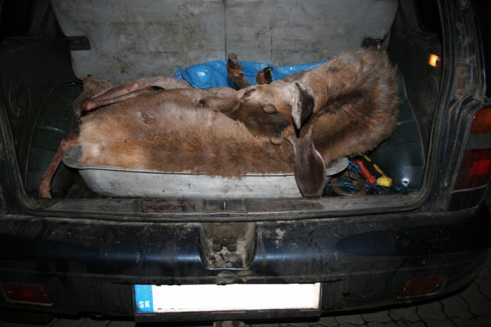 Ilustračný obrázok k článku Policajtov pri kontrole auta čakal neobvyklý výjav: V kufri našli mŕtveho srnca aj jeleňa