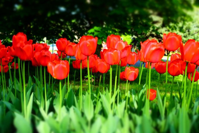 Ilustračný obrázok k článku S prichádzajúcou jarou Poprad opäť rozkvitol. Mesto zdobí tridsaťtisíc tulipánov