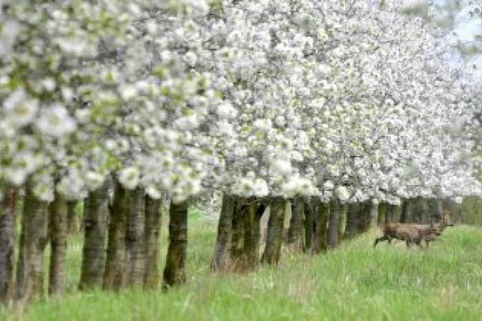 Ilustračný obrázok k článku Piatok bude príjemný: Najvyššie denné teploty u nás vystúpia na 27 stupňov.