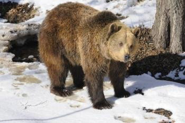 Ilustračný obrázok k článku Ľudia majú strach: Premnožené medvede sa pohybujú v blízkosti Čierneho Balogu