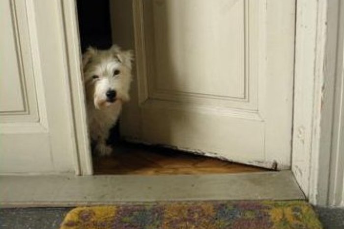 Ilustračný obrázok k článku DOD Komunitnej nadácie Zdravé mesto: Zoznámte sa bližšie s jej činnosťou