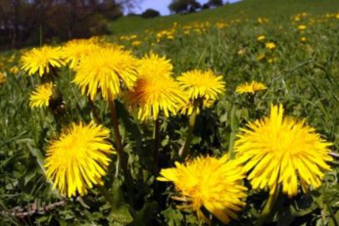 Ilustračný obrázok k článku Čaká nás príjemný májový deň. Teplota vystúpi do 24 stupňov