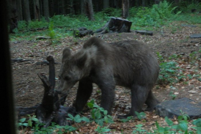 Ilustračný obrázok k článku Autentické VIDEO z lesa v Humenskom okrese: V hlavnej úlohe medveď!