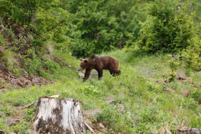 Ilustračný obrázok k článku Medvede vo Vihorlatských vrchoch a v Poloninách: Zaujímavé slová o ich výskyte