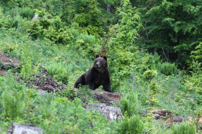Ilustračný obrázok k článku Medvede na Muránskej planine sa chystajú na zimu. Najviac im chutia bukvice
