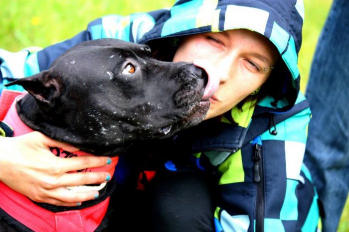 Ilustračný obrázok k článku Weight Pulling Haniska 2013: Pittbullka zo Spiša Kebitch zaznamenala ďalší úspech