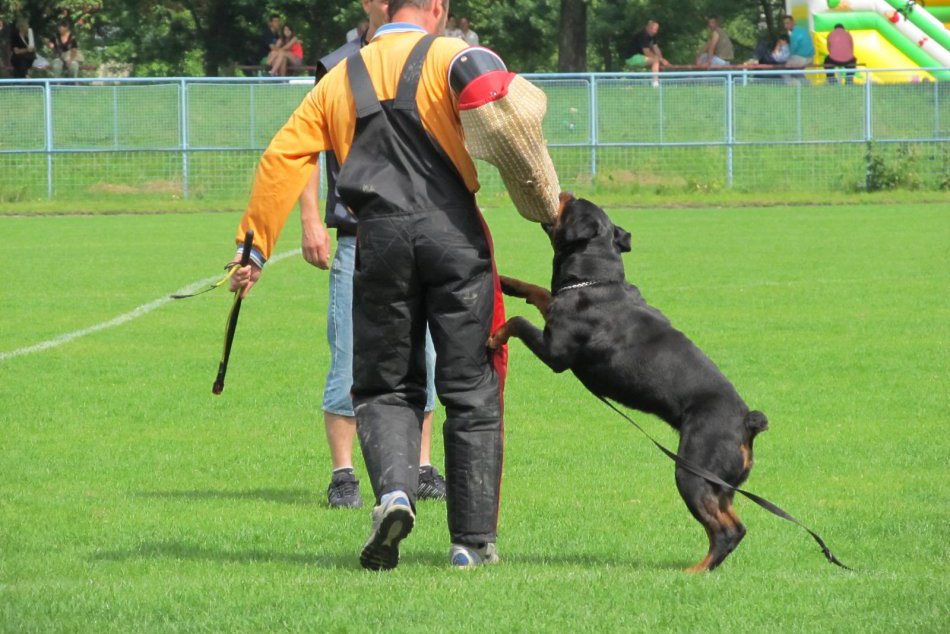 Ilustračný obrázok k článku Dávka akcie v podaní psov: Kynológovia z Moraviec pripravujú špeciálne podujatie