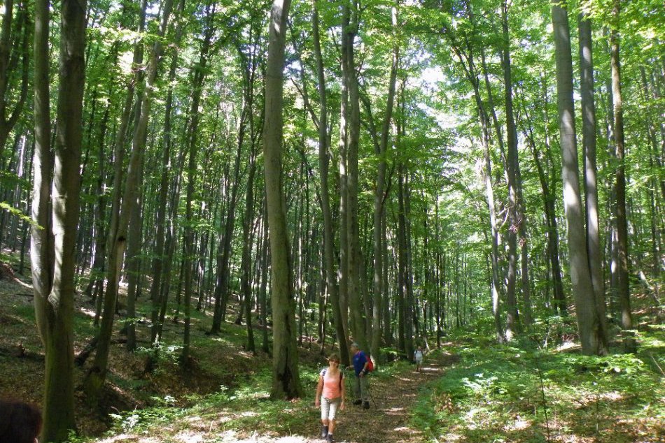 Ilustračný obrázok k článku Objavte čaro vrchu v pralese: Ponúka netradičný pohľad na Šíravu