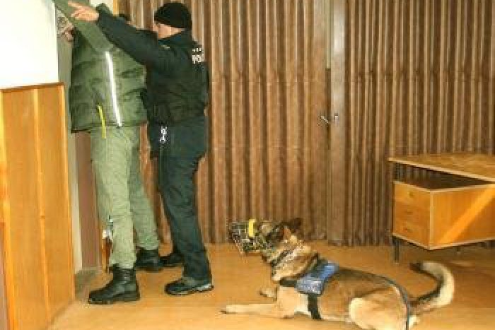 Ilustračný obrázok k článku Mestskí policajti v akcii: V meste odchytili 169 túlavých zvierat, na pokutách vybrali vyše 30 000 €