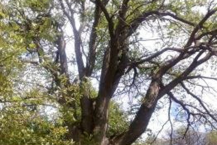 Ilustračný obrázok k článku V Banskej Bystrici je opäť o čosi zelenšie: V Podlaviciach vysadili nové stromy