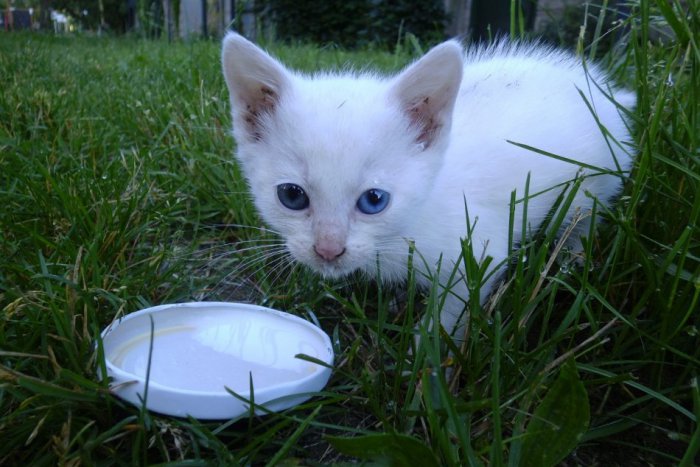 Ilustračný obrázok k článku Rozkošné mačiatko s prázdnym žalúdkom: Podarí sa mu nájsť šťastný domov?