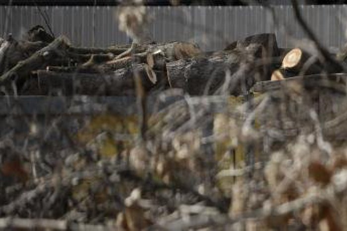 Ilustračný obrázok k článku Polícia: Michalovčan mal nelegálne vyrúbať dreviny, hrozí mu až 8 rokov basy