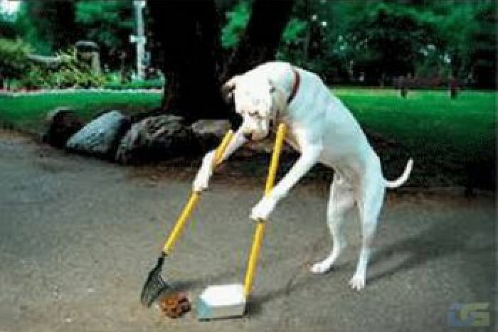 Ilustračný obrázok k článku Na špeciálne štvorkolky v Žiline už nenarazíme: V meste sa prestali vysávať psie výkaly