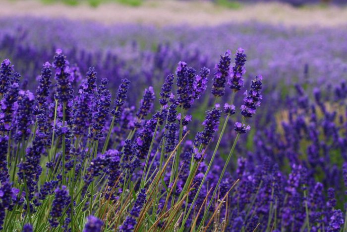 Ilustračný obrázok k článku Drobná krádež sa nevyplatila 39-ročnej žene: Za dve sadenice levandule poputuje pred súd