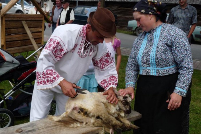 Ilustračný obrázok k článku Minúta a 8 sekúnd? Ján stihol ostrihať celú ovcu, pokoril rekord!