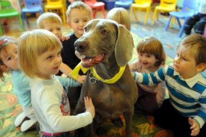 Ilustračný obrázok k článku Psíčkari pod Urpínom: V meste je vyše 4000 psov, aké plemená sú najobľúbenejšie?