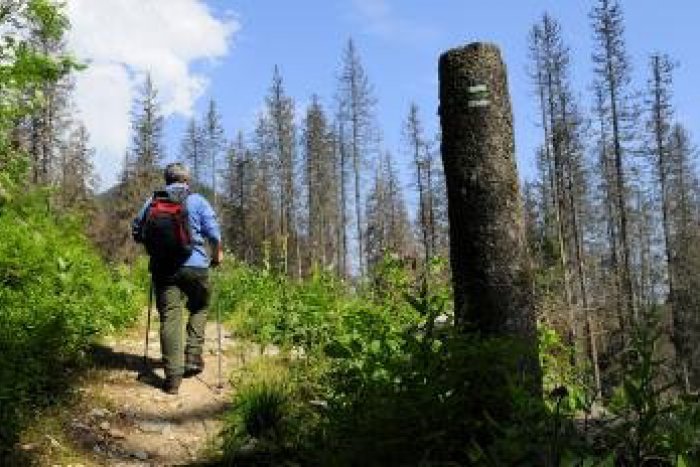 Ilustračný obrázok k článku V Slovenskom raji zmizli stromy: Fuč sú smreky a aj javory!
