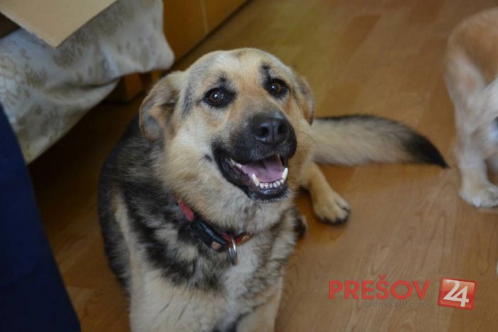 Ilustračný obrázok k článku Prešovskí psíčkari radšej mesto klamú: Platiť 66 € za psa je pre niektorých priveľa
