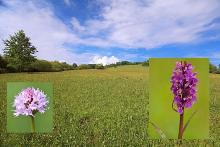 Ilustračný obrázok k článku Jedinečná lúka pri Kremnici: 29 chránených a ohrozených rastlín, z toho 10 druhov orchideí