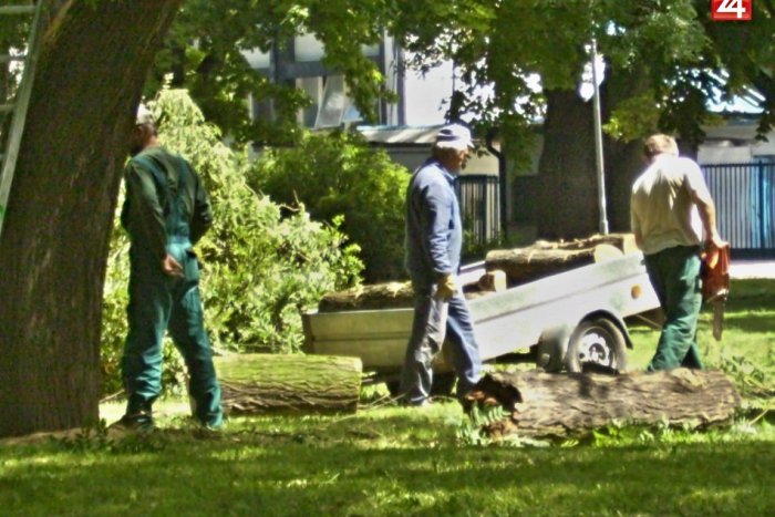 Ilustračný obrázok k článku V časti mesta bude rušno: Pri Toryse sa idú rúbať stromy