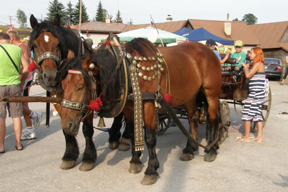Ilustračný obrázok k článku Víkend bude patriť koňom: Najlepší slovenskí furmani sa stretnú v Nitre