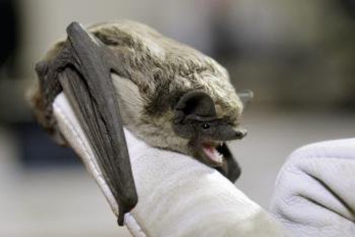 Ilustračný obrázok k článku Ochrancovia prírody pri Košiciach objavili tri nové kolónie netopierov