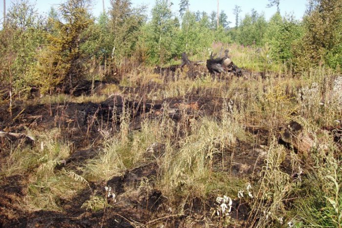 Ilustračný obrázok k článku Za tri mesiace v TANAP-e už 4 požiare: Zhorelo 22 hektárov lesa!