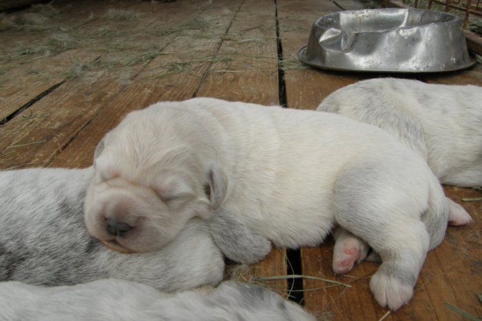 Ilustračný obrázok k článku V meste vznikol oficiálny cintorín pre domácich miláčikov: Otvorený bude nepretržite 24 hodín