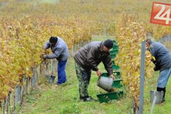 Ilustračný obrázok k článku Toto tu ešte nebolo: V tokajských vinohradoch začali so zberom rekordne skoro